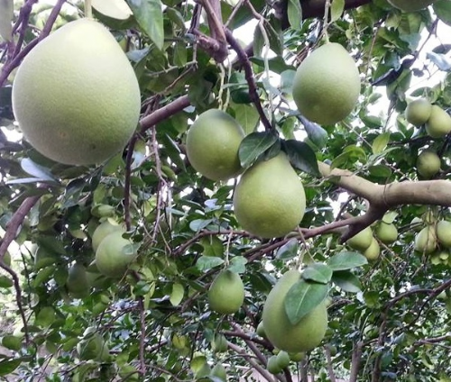 老欉文旦老欉柚子中秋節伴手禮中秋節禮盒麻豆文旦【珍珍柚香園】